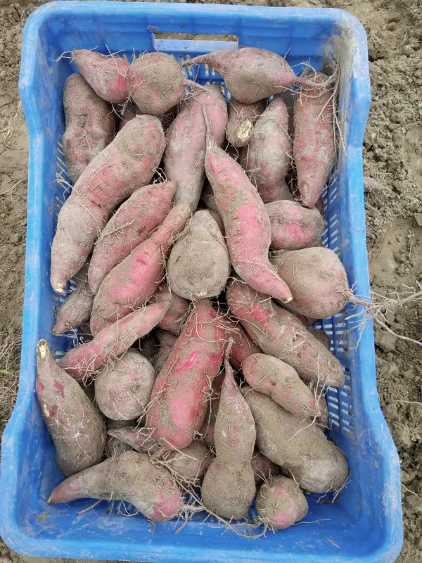 বগুড়ার সারিয়াকান্দিতে বানিজ্যিক ভাবে চাষ হচ্ছে জাপানি জাতের মিষ্টি আলু