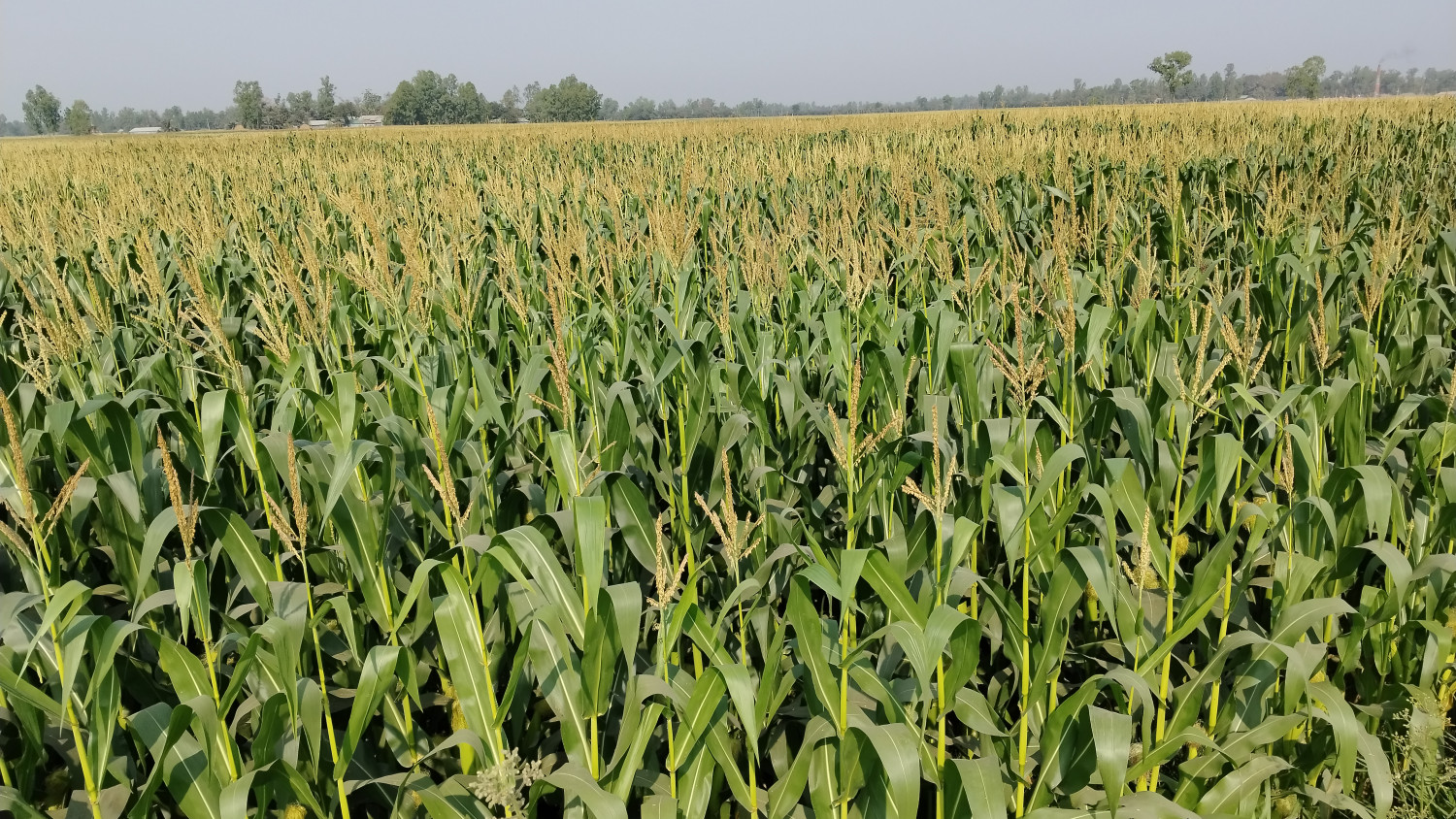 শেরপুরে ভুট্টায় দ্বিগুন লাভ ধানচাষে অনীহা