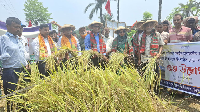 ঝিনাইদহে সমলয় পদ্ধতিতে বোরো ধান কর্তন