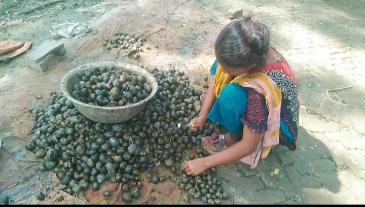 নড়াইলে কুড়ানো শামুকে কর্মসংস্থানের হয়েছে কয়েক হাজার নারী-পুরুষের