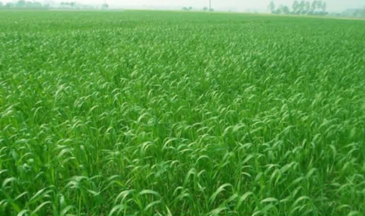 সাপাহারে গমের বাম্পার ফলনের সম্ভাবনা