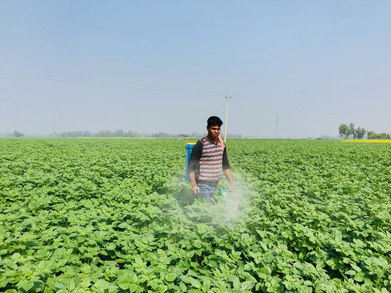 শেরপুরে আলুর উৎপাদন ব্যয় অধিক হলেও অধিক ফলনের আশা দাম নিয়ে শংকা