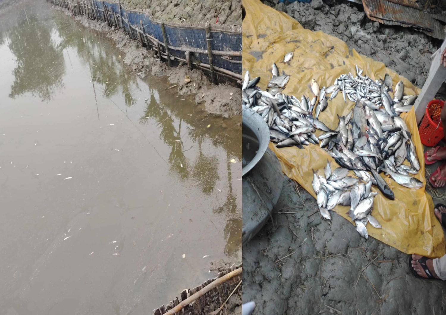 গঙ্গাচড়ায় পুকুরে বিষ দিয়ে মাছ নিধন, এ কেমন শত্রুতা!