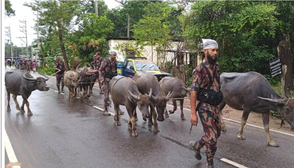 বড়লেখায় বিজিবি’র অভিযানে ৯ ভারতীয় অবৈধ মহিষ আটক