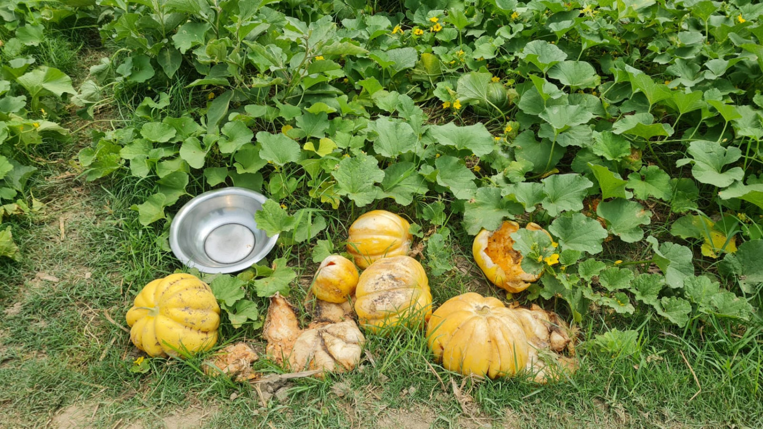 শ্রমিক ও পরিবহন খরচ না ওঠায় মাঠেই নষ্ট কষ্টের ফসল