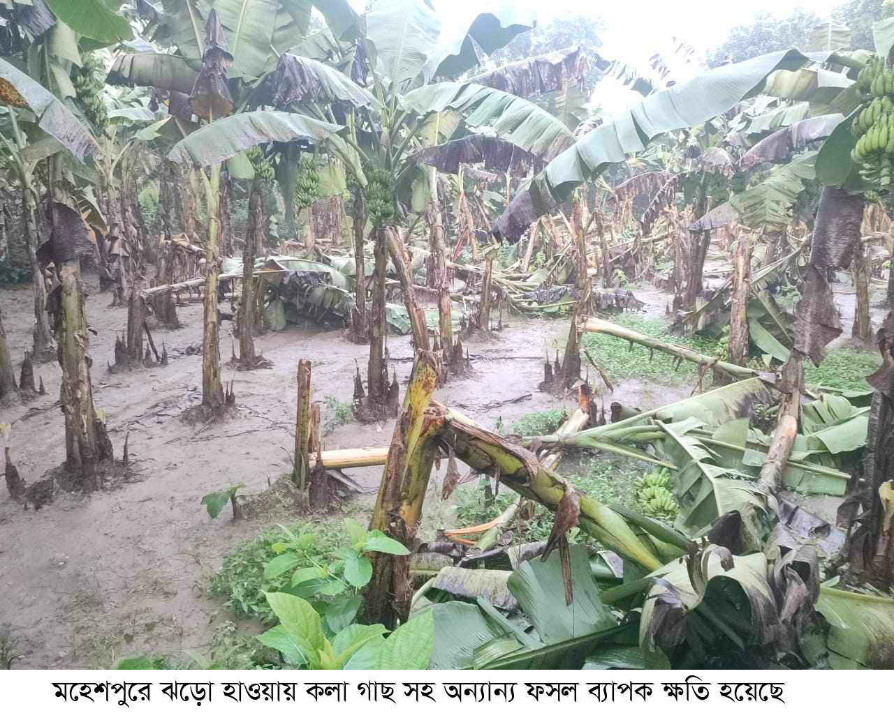 মহেশপুরে গত চার দিনে প্রবল বর্ষণ   ও ঝড়ো হাওয়ায় উঠতি ফসলে ব্যাপক ক্ষতি