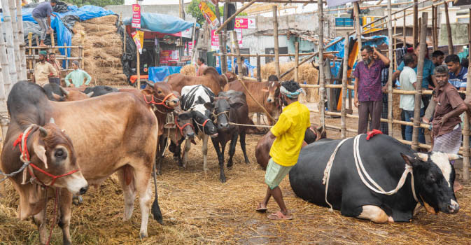 অর্ধ শতাব্দী পরে কাজিপুরের সোনামুখী মাদ্রাসা মাঠ থেকে গরুর হাট সরলো