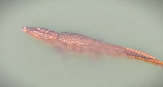 গড়াই নদীতে ভেসে উঠছে কুমির: আতঙ্কে এলাকাবাসী