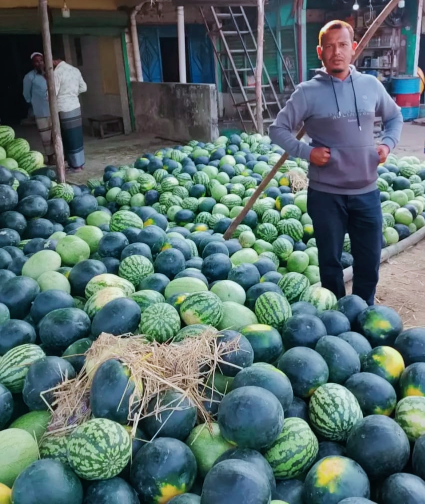 সুবর্ণচরে তরমুজের বাম্পার ফলন, বাজারে সরবরাহ শুরু