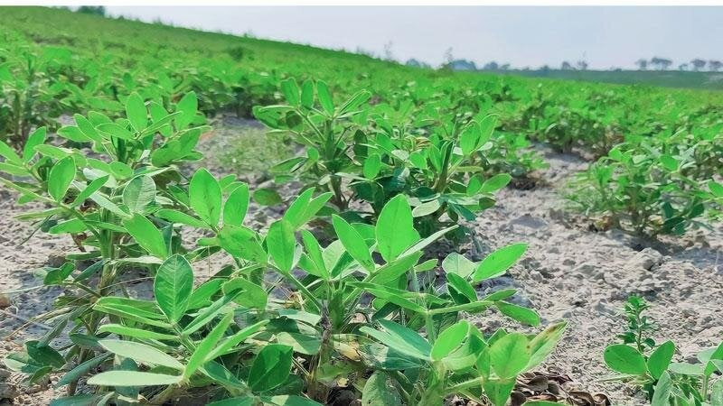তিস্তার চরে বাদাম চাষে দিন বদলের স্বপ্ন দেখছেন কৃষকরা