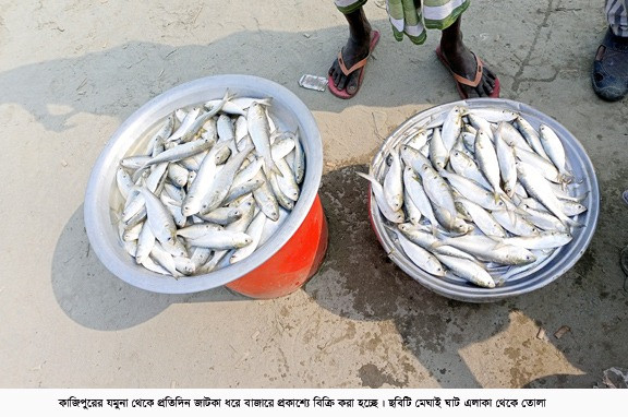 কাজিপুরে  যমুনায় জাটকা নিধন- নির্বিকার মৎস্য  কর্মকর্তা