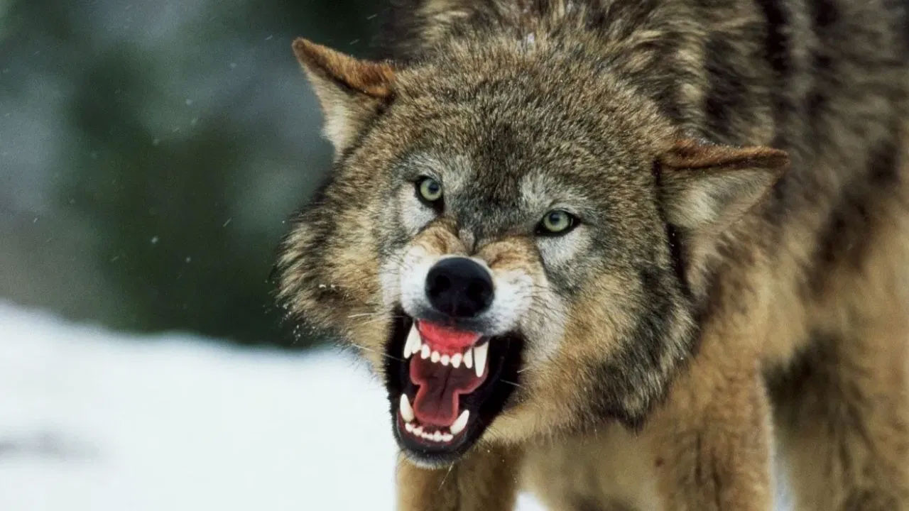 উত্তরপ্রদেশে ভয়াবহ নেকড়ে আতঙ্ক, দেখামাত্র গুলির নির্দেশ